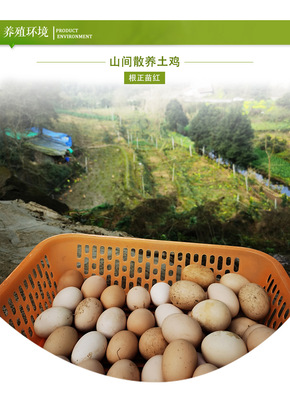 農家土雞蛋 從桑林到餐桌，營養與新鮮的自然饋贈