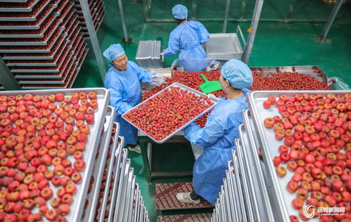 聞喜縣陽隅鎮 深加工賦能鮮果產業，小水果撬動鄉村大振興